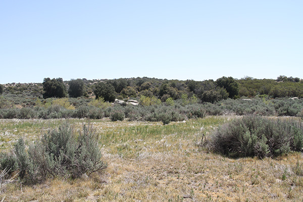 Riparian vegetation in McCain Valley