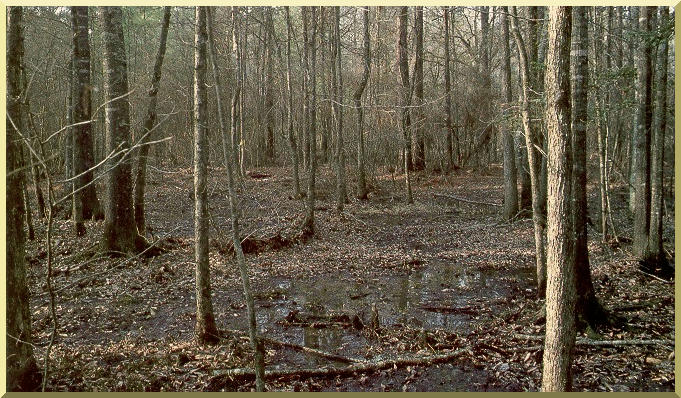 Cypress Creek cerca de Downsville, Louisiana