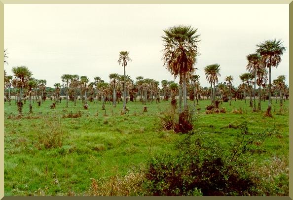 Palm field in the lower Chaco.