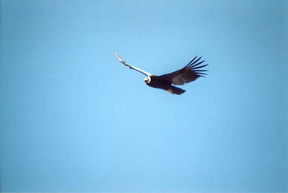 One of the condors that 600 tourists hope to see in the Colca Canyon every day