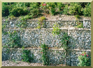 Gabion boxes with woody vegetation.