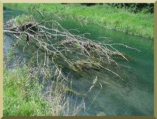 Examples of vegetative debris (e.g., deadwood)