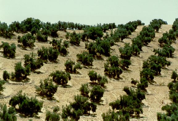Olive grove in Andalucia, Spain, showing saucer basins to contain precipitation