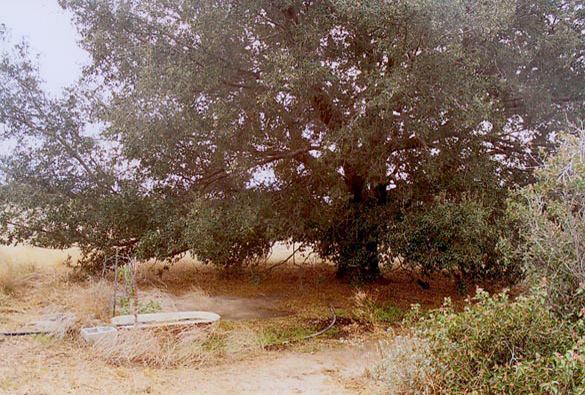 Single live oak tree in Tierra
del Sol
