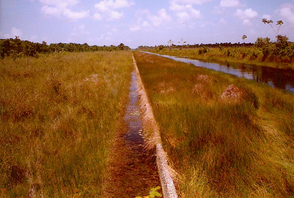 The 8000-ft long relief weir,<br>
						     Boerasirie Conservancy, Guyana 