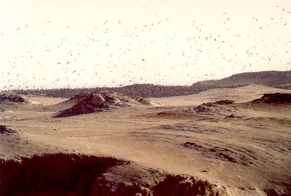 Habitat of guano birds at Marcona, Peru. 