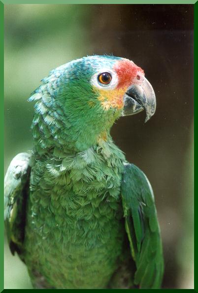 Parrot at Yumk Nature Center, Villahermosa, Tabasco, Mexico. 