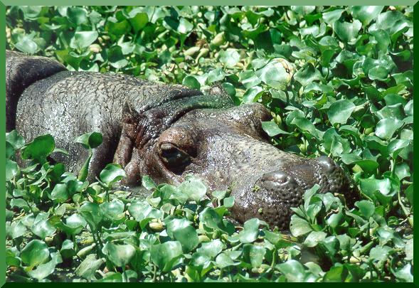 Hippopotamus at Yumk Nature Center, Villahermosa, Tabasco, Mexico. 
