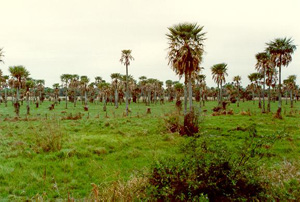 Un campo de palmas (<i>Copernicia alba</i>) en el Bajo Chaco, Paraguay