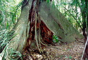 Un espécimen de Ceiba pentandra en la selva tropical de Beni, Bolivia.