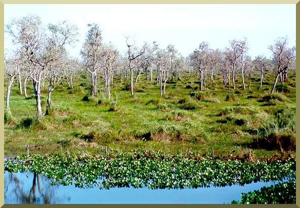 The Pantanal of Jacadigo-Nabileque, near Corumb, Mato Grosso do Sul.

