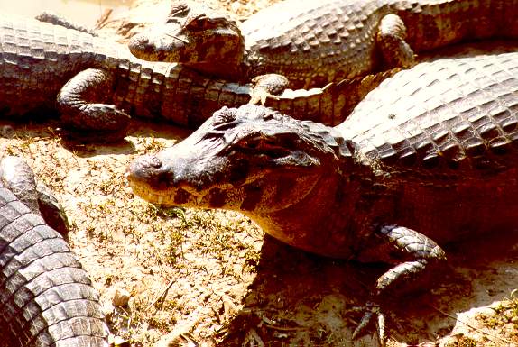 A group of caimans on the Pantanal of Mato Grosso, near the Transpantaneira Road, south of Cuiaba, Brazil.