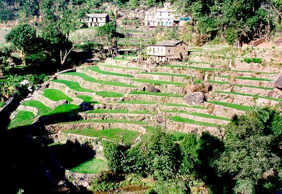 Agricultural terraces in the Himalayas, Uttar Pradesh, India.