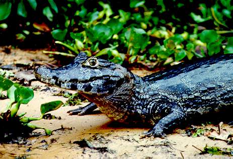 A caiman (caiman yacare) on the banks of the Rio So Loureno, Pantanal of Mato Grosso, Brazil. 