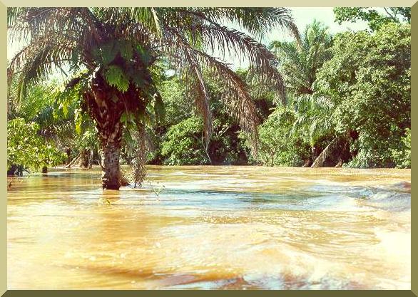 Flood stage on the Chan river, in Santa Cruz department, Eastern Bolivia, January 1990. 