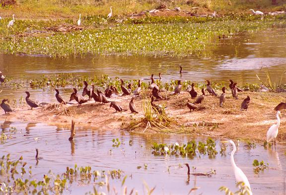 Wildlife in the Pantanal of Mato Grosso, Brazil