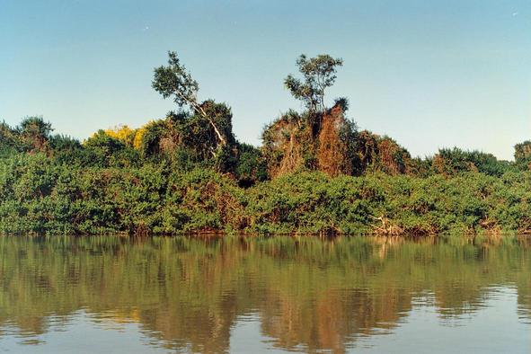 Bank of the So Loureno river near Porto Jofre, Mato Grosso, Brazil (1988) 