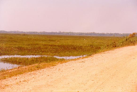 Campo Jofre, near Porto Jofre, Mato Grosso, Brazil (1988).