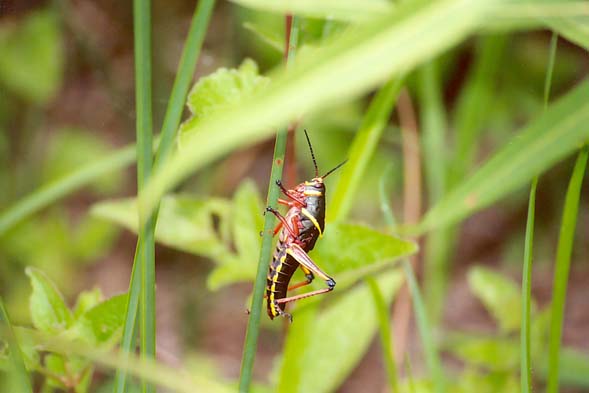 >A grasshopper feeding in the Everglades, South Florida.