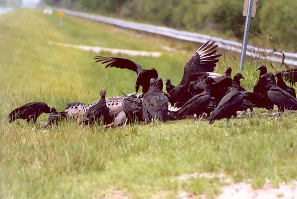 Buzzards feeding on alligator carcass, Everglades, South Florida.