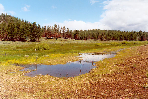 Restored Clark's Creek, in Plumas County, California