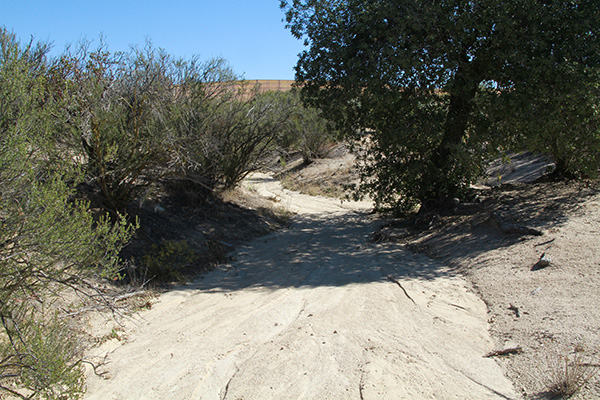 Maupin's 54-yr old tree stump in Tierra del Sol