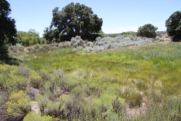 A thriving wetland in the proximity of McCain pond