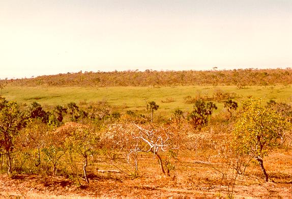 Geomorphic vegetational gradient in the savannah woodlands of Mato Grosso, Brazil.