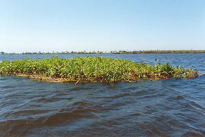 Macrophytes in the Upper Paraguay river, Mato Grosso, Brazil