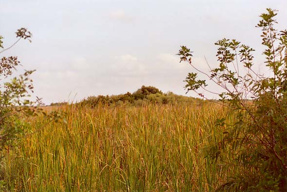 View of hammock along Tamiami Trail, the Everglades, South Florida.