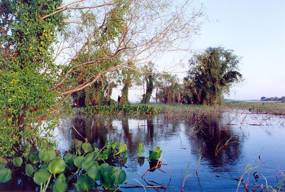 Annual flooding of the Upper Paraguay river, Brazil