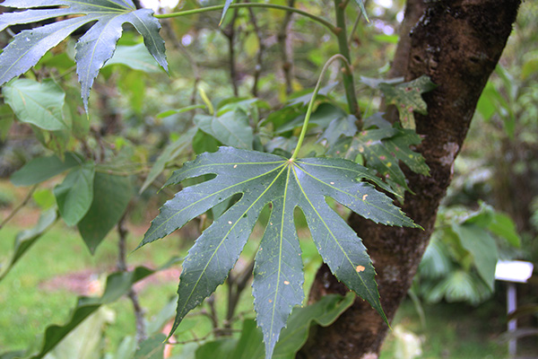 <i>Oreopanax rosei</i> Harms.