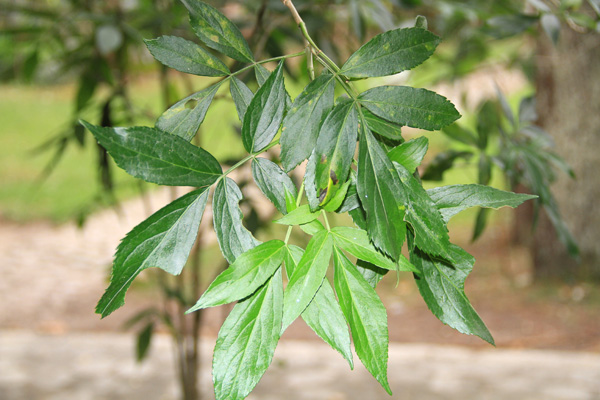 <i>Sambucus peruviana</i> Kunth.