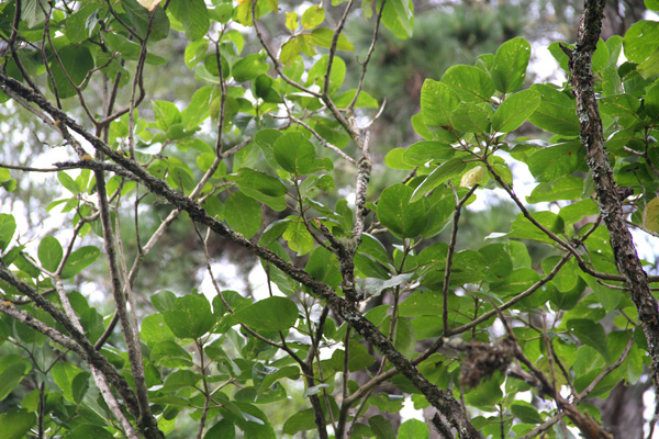 <i>Delostoma integrifolium </i>D. 
Don