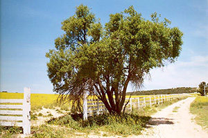 Blue eldelberry (<I>Sambucus Mexicana</i>) at the Morning Star Ranch, in Tierra del Sol