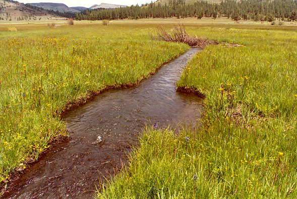 Fish-passage channel at restored Ferris Creek, in Plumas County, California. .