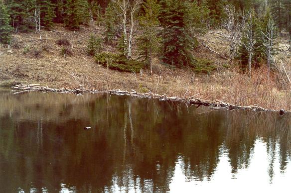 Large beaver dam in Trout Creek watershed, in Western Colorado (1989)