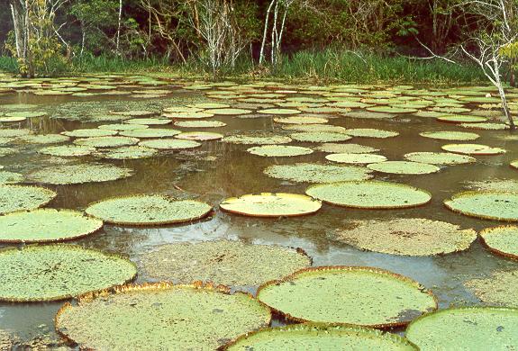 Giant water lilies (Vitora amazonica) in the Amazon rainforest. 