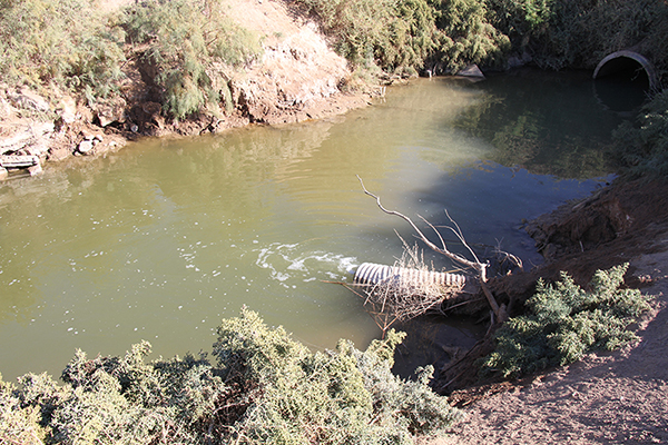 Outlet of the Shank Road wetland, Alamo River, Imperial Valley, California (2015)