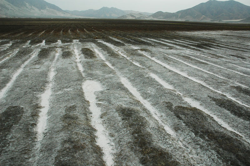 Salt-affected irrigation field in the Chao valley, Peru