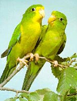 mountain parakeet