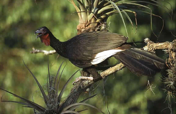 white-winged guan