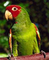 red-masked parakeet