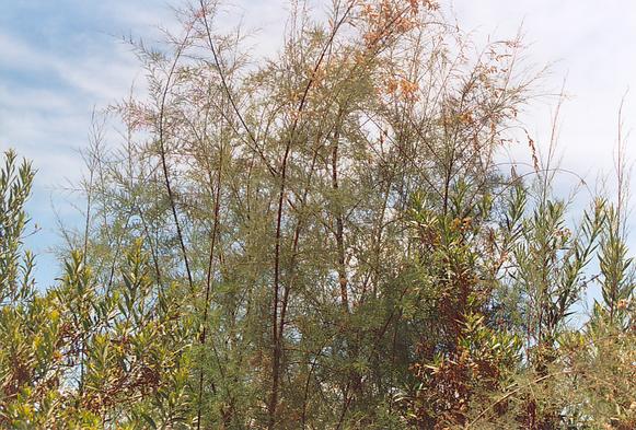 Un espcimen de pino salado (Tamarix ramosissima) en la ribera del Ro Tecate aguas abajo de RP-5.