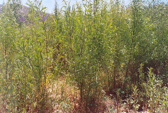 A community of willows [sauce] (Salix spp.), growing in the Tecate river bed, immediately downstream of RP-5.