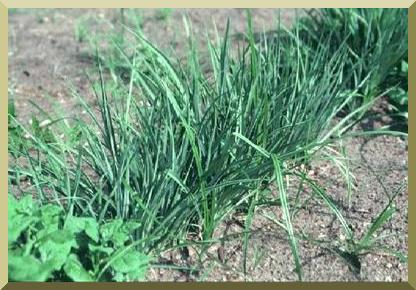 Grass-like chufa can grow from 15 to 90 cm tall