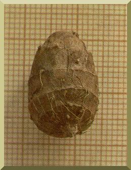 Tuber of C. esculentus of round shape,
