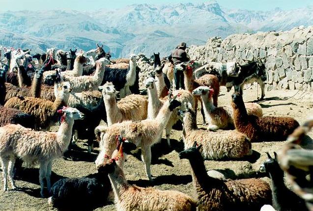 A herd of llamas near Viraco, on the northern edge of the Colca valley, Arequipa, Peru. 