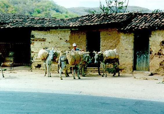 Loaded burros ready for work near Itapaje, in Ceara, northeastern Brazil.