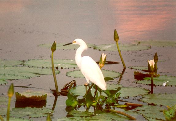 A great egret (Casmerodius albus) in Lake Catemaco, Veracruz, Mexico.